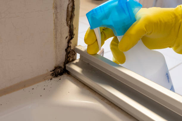 Best Asbestos and Lead Testing During Mold Inspection  in Denton, MD